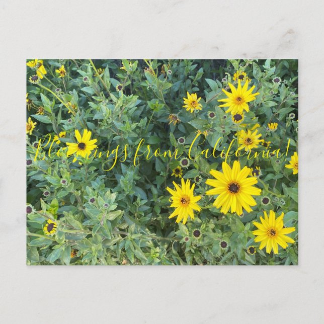 Bloomings aus Kalifornien: Encelia californica Postkarte (Vorderseite)