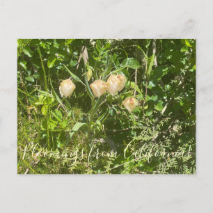 Bloomings aus Kalifornien: Fairy Lanterns Postkarte