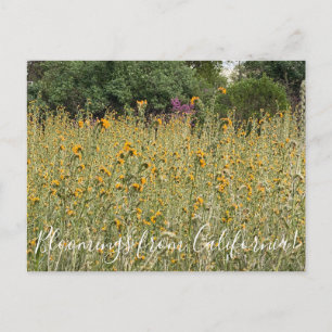 Bloomings aus Kalifornien: Fiddlenecks Postcard Postkarte