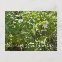 Bloomings aus Kalifornien: Fragrande Pitcher Sage
