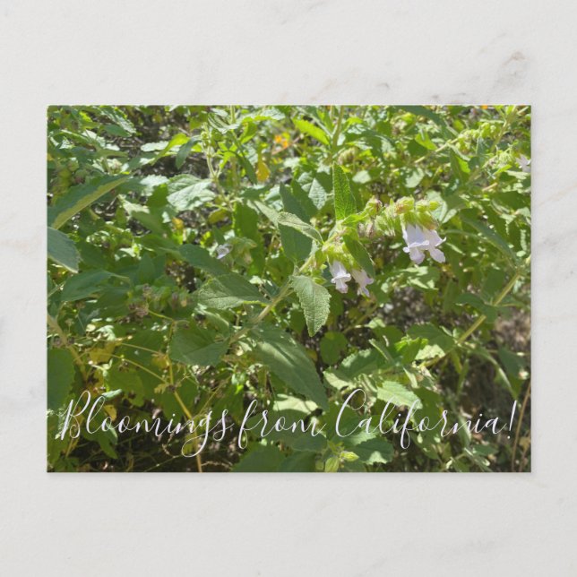 Bloomings aus Kalifornien: Fragrande Pitcher Sage Postkarte (Vorderseite)
