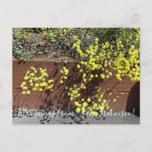 Bloomings aus Kalifornien: Gelber Buchweizen Postkarte