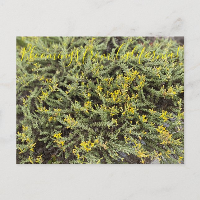 Bloomings aus Kalifornien: Goldenbush Postkarte (Vorderseite)