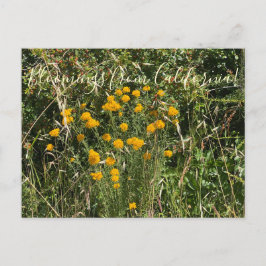 Bloomings aus Kalifornien: Goldener Pfeil Postkarte