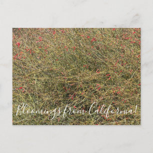 Bloomings aus Kalifornien: Gran Canon Snapdragon Postkarte