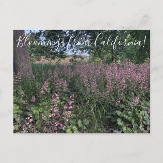 Bloomings aus Kalifornien: Heuchera 'Rosada' Postkarte