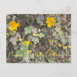 Bloomings aus Kalifornien: Hollyleaf Cherry Postc Postkarte