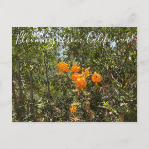 Bloomings aus Kalifornien: Humboldts Lily Postkarte