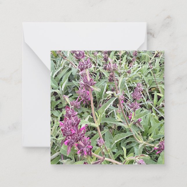 Bloomings aus Kalifornien: Hummingbird Sage Mitteilungskarte (Vorderseite)