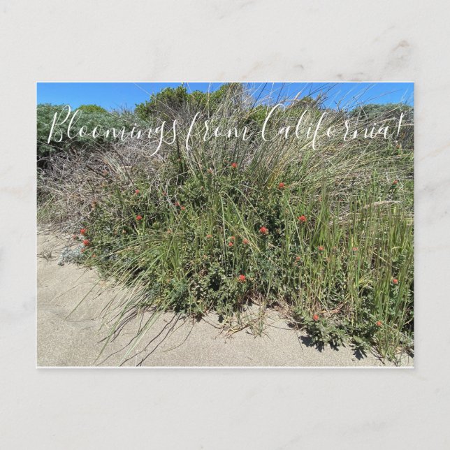 Bloomings aus Kalifornien: Indischer Paint Brush Postkarte (Vorderseite)