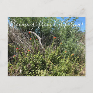 Bloomings aus Kalifornien: Indischer Paint Brush Postkarte
