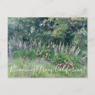Bloomings aus Kalifornien: Insel Alum Root Postkarte