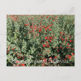Bloomings aus Kalifornien: June Fuchsia Postkarte