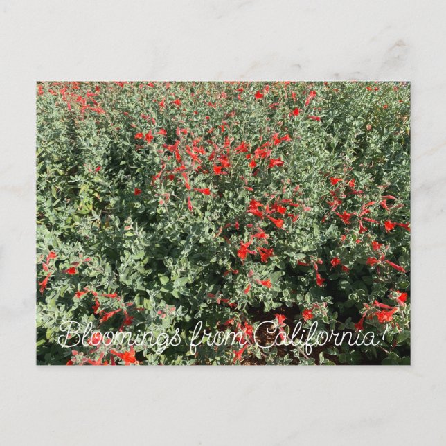 Bloomings aus Kalifornien: June Fuchsia Postkarte (Vorderseite)