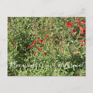 Bloomings aus Kalifornien: Kalifornien Fuchsia Postkarte