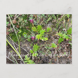 Bloomings aus Kalifornien: Kappenschwalbe Postkarte
