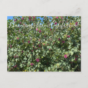 Bloomings aus Kalifornien: Malva Rose Postcard Postkarte