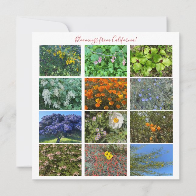 Bloomings aus Kalifornien! Mitteilungskarte (Vorderseite)
