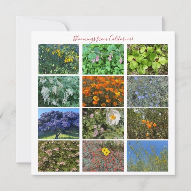 Bloomings aus Kalifornien! Mitteilungskarte (Vorderseite)