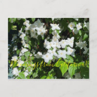 Bloomings aus Kalifornien!: Mock Orange