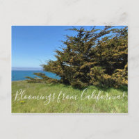 Bloomings aus Kalifornien: Monterey Cypress