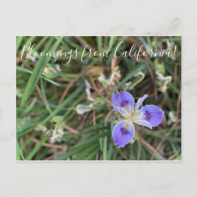Bloomings aus Kalifornien: Pacific Iris Sea Gal Postkarte (Vorderseite)