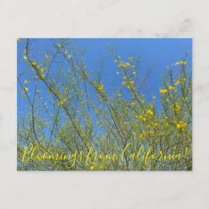 Bloomings aus Kalifornien: Palo Verde Postkarte
