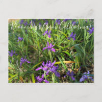 Bloomings aus Kalifornien: Pazifikküste - Iris Pos