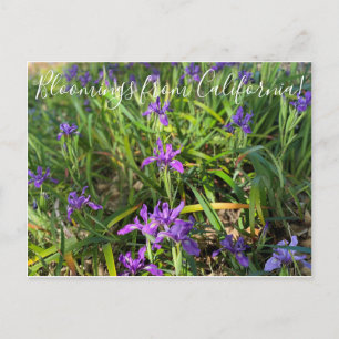 Bloomings aus Kalifornien: Pazifikküste - Iris Pos Postkarte