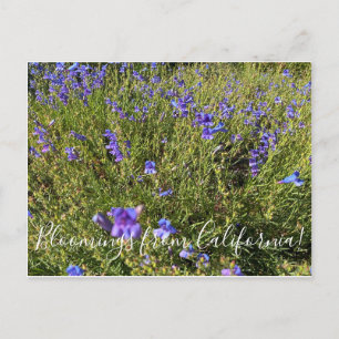 Bloomings aus Kalifornien: Penstemon Margarita BOP Postkarte