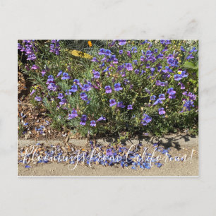 Bloomings aus Kalifornien: Penstemon Margarita BOP Postkarte