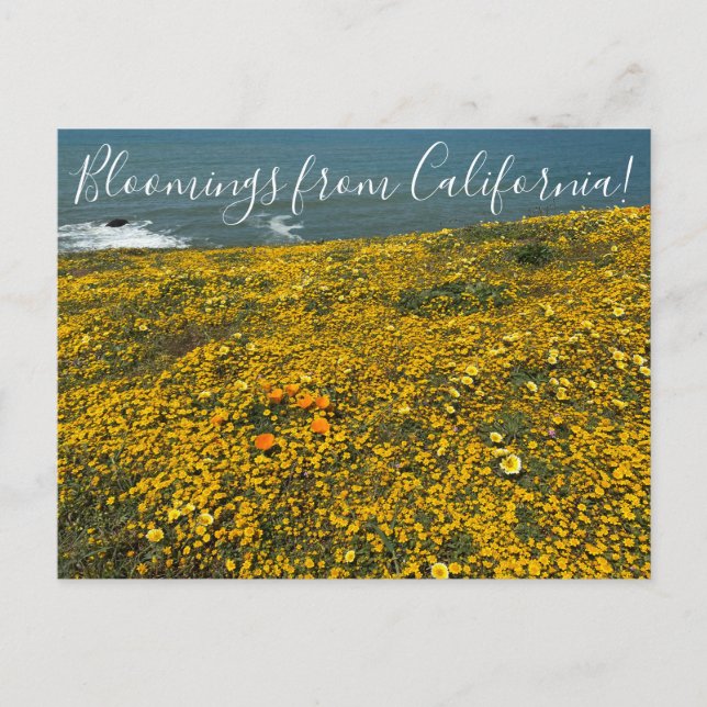 Bloomings aus Kalifornien! Postkarte (Vorderseite)