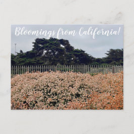 Bloomings aus Kalifornien! Postkarte