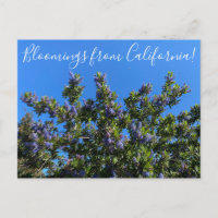 Bloomings aus Kalifornien: Ray Hartman Ceanothus P