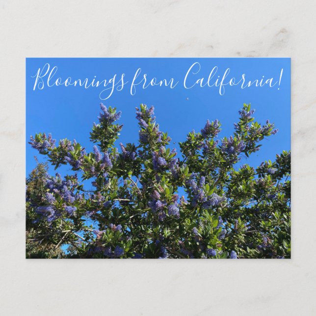 Bloomings aus Kalifornien: Ray Hartman Ceanothus P Postkarte (Vorderseite)