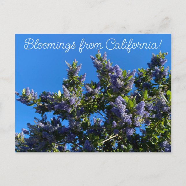 Bloomings aus Kalifornien: Ray Hartman Ceanothus Postkarte (Vorderseite)