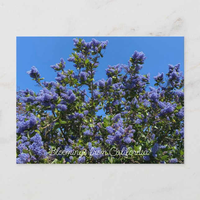 Bloomings aus Kalifornien: Ray Hartman Ceanothus Postkarte (Vorderseite)