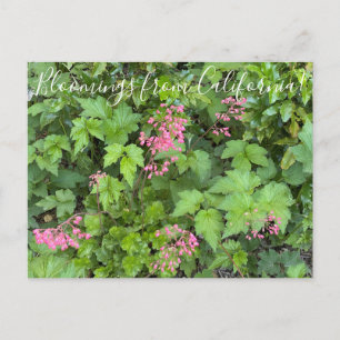 Bloomings aus Kalifornien: Rosada Alumroot Postkarte