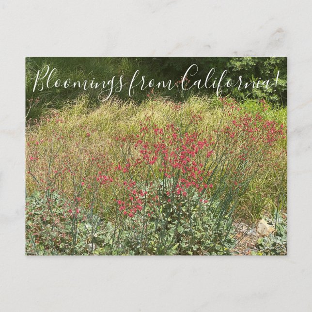 Bloomings aus Kalifornien: Roter Buchweizen Postka Postkarte (Vorderseite)