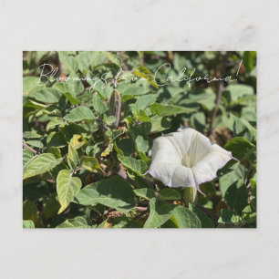 Bloomings aus Kalifornien: Sacred Datura Postcard Postkarte