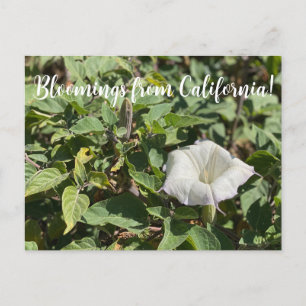 Bloomings aus Kalifornien: Sacred Datura Postcard Postkarte