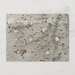 Bloomings aus Kalifornien: Sand Aster Postkarte