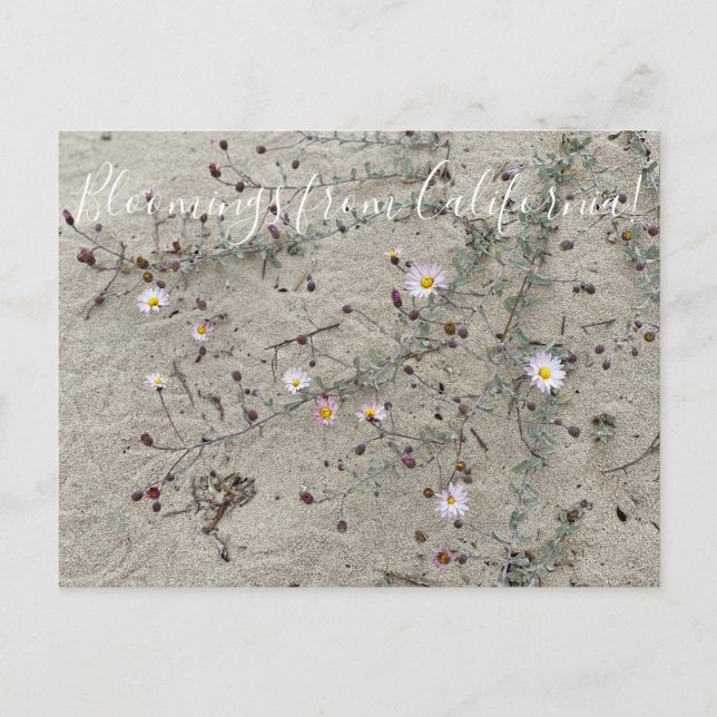 Bloomings aus Kalifornien: Sand Aster Postkarte (Vorderseite)
