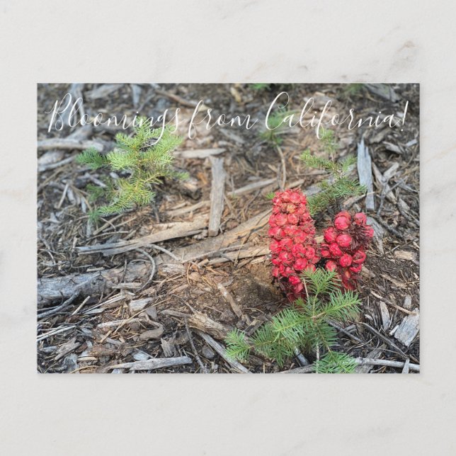 Bloomings aus Kalifornien: Schneesicherheit Pflanz Postkarte (Vorderseite)