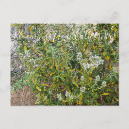 Bloomings aus Kalifornien: Schwarzes Zeitalter Postkarte