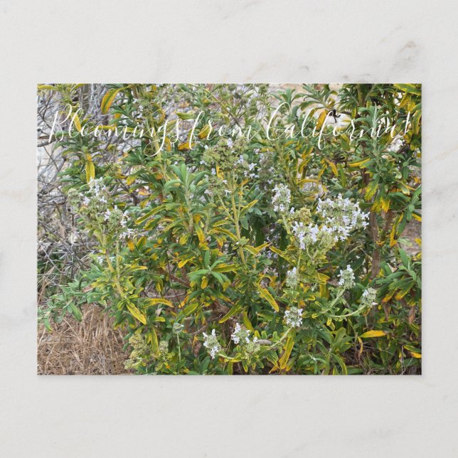 Bloomings aus Kalifornien: Schwarzes Zeitalter Postkarte (Vorderseite)