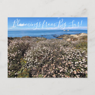 Bloomings aus Kalifornien: Sea Cliff Buckweizen Postkarte