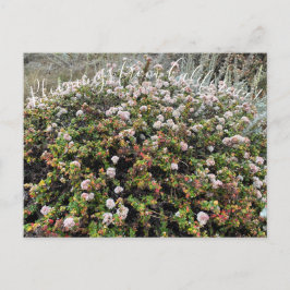 Bloomings aus Kalifornien: Seacliff Buckweizen Postkarte