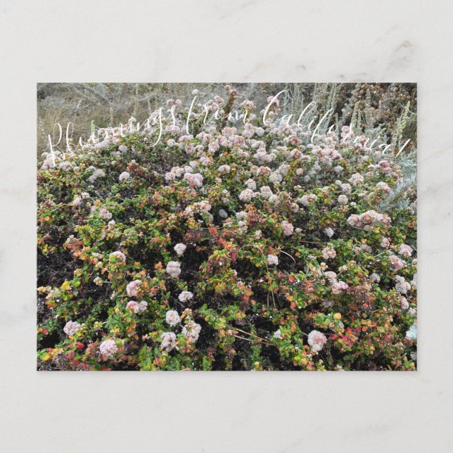 Bloomings aus Kalifornien: Seacliff Buckweizen Postkarte (Vorderseite)