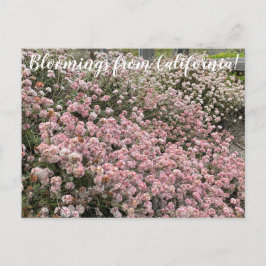 Bloomings aus Kalifornien: Seacliff Buckweizen Postkarte